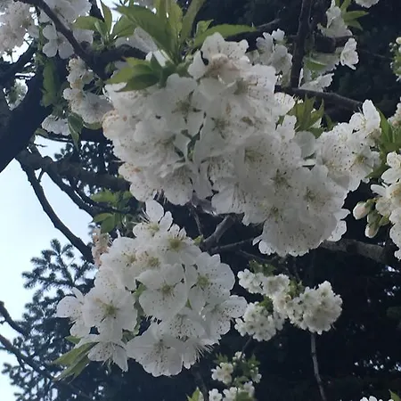 Bed & Breakfast Mariposa Monvalle